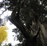 楢原山の樹木